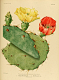 Cactaceae