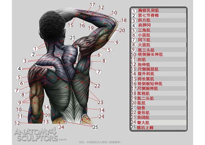 迈克尔汉普顿人体结构-背部肌肉结构