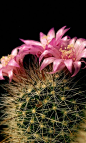 Cactus Flowers