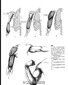 霸道的缩头龟采集到人体