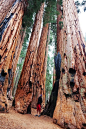 California Redwoods: