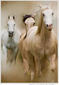 Three pretty horses: 