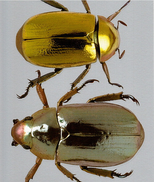 金甲虫