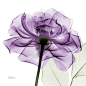 A big print of a translucent rose with petals against a white background. Purple Rose X-Ray Photograph Wall Art By: Albert Koetsier from Great Big Canvas