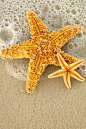 Starfish <a href="http://www.tortugamusicfestival.com" rel="nofollow" target="_blank">www.tortugamusicf...</a> // <a class="pintag searchlink" data-query="%23tortugafest" data-type="has