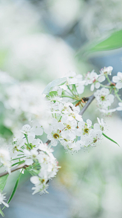 小心思~采集到花卉