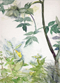 【周五绘画】【绘画作品】花语人间 木下美香 在柏市附近的一间画室，一笔、一纸，爱花、爱猫的她珍藏的花物语世界…… 木下美香，是一位举办过多次画展的插画师，擅长日本画、版画、水彩等多种绘画形式。她同时也是一位植物爱好者，她在家中的院子里栽种植物，去公园赏花，与空闲时描绘草木的姿态。她的作品湿润、清雅、安静，充盈着自然之美。【Hany出品，喜欢分享】