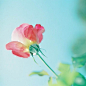唯美的日系糖水片风格的夏日花朵摄影美图