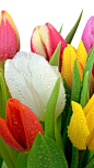 郁金香
tulips  