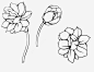 工笔画茉莉高清素材 中国风 工笔 手绘 手绘茉莉 植物 花卉 花朵 茉莉花 黑白风 元素 免抠png 设计图片 免费下载 页面网页 平面电商 创意素材