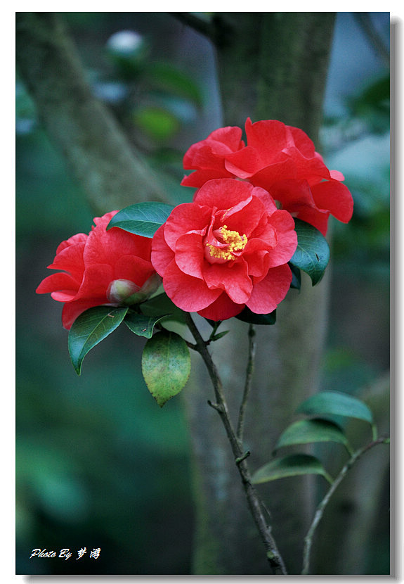 【花卉写真】茶花