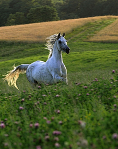 重庆渝中汪洋采集到horse