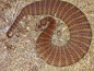 第五名：南棘蛇Acanthophis antarcticus，名气较小，一般的垃圾非官方排名中很少会出现此蛇，但拥有0.07LD50的他绝对可以跻身世界陆生毒蛇前5！分布：澳大利亚。（陆生毒蛇前5全部分布于澳大利亚！）