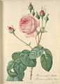 皮埃尔-约瑟夫·雷杜德的玫瑰花谱