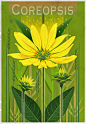 Botanical Graphics: Beneficial Plants : This is a series of graphic botanicals of beneficial wildflower plants.