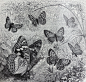 1900年昆虫科普书里的博物绘画插图
