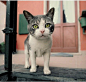 【周六摄影】【摄影作品】日本摄影大师岩合光昭纪录片《猫步走世界》：横渡爱琴海，翻越阿特拉斯山，路过伊斯坦布尔，徜徉安达卢西亚，足迹遍布五大洲，穿行在画卷之间，他却只拍同一个主角--世界各处的猫咪。