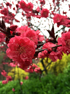 芯蕊之夢采集到花季