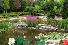 花瓣--雨采集到动态植物  风景 花朵 闪图闪字 .........