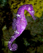 Seahorse