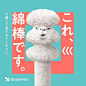 日本公司用羊驼代言棉棒，创意太有才，让人笑出眼泪