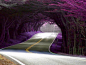葡萄牙，树隧道
我想知道那抹梦幻的紫色是真的吗?