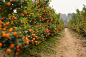 Kumquat garden by Chien Thang NGUYEN on 500px