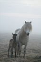 horsesornothing:

Icelandic horse (by finnekki)