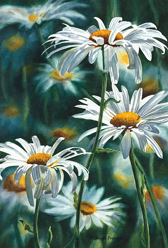 Shasta Daisy Fine Ar...