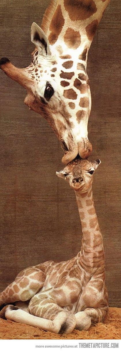 Giraffe kiss