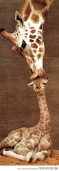 Giraffe kiss