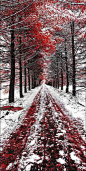 冬天的红树林