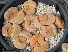 Eway元吉采集到生石花Lithops