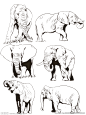 手绘大象插画