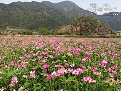 小叶煮粥采集到风景