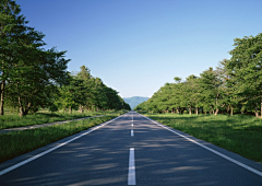 芸~采集到道路绿化