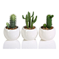 Zodax - Assorted Desert Cacti With White Ceramic Pots, Set of 6 - Liven your decor with these Assorted Desert Cacti With White Ceramic Pots. Set in white spherical pots with small stones, these plastic cacti have a simple, fresh look that doesn't fade. Di