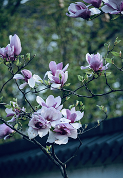 铁勺猫采集到花事