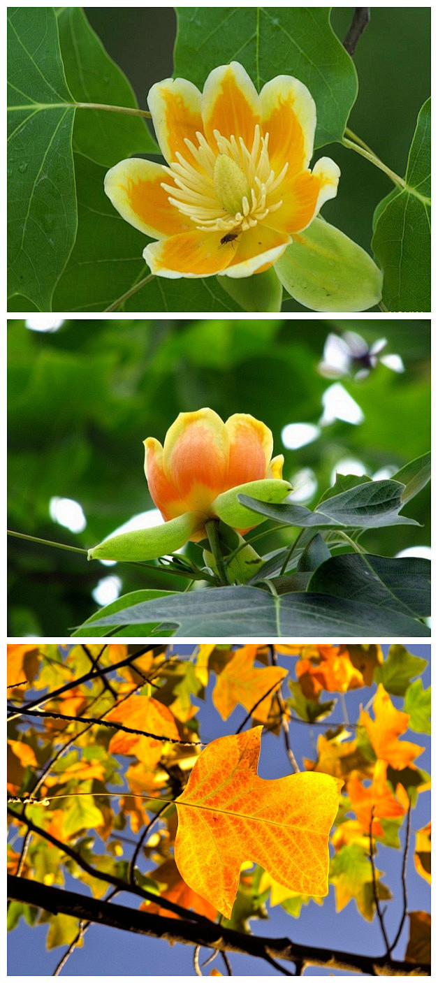 鹅掌楸，中国特有的珍稀植物。因叶形如马褂...