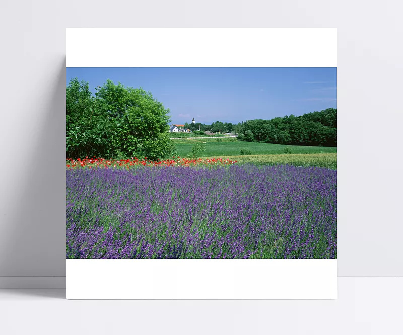 228de869eb6c91aaace2773d0ff1147703da139f10d72-4RBpH3