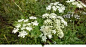 蛇床子：伞状小白花，也是著名中草药，壮阳佳品。