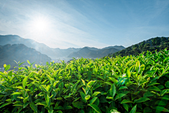 归零90采集到茶树/薰衣草