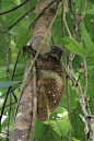 皮翼目·鼯猴科：马来西亚斑鼯猴