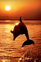 Dolphin playing at sunset