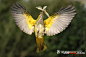 漂亮的黄鹂鸟