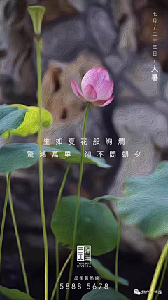 相顾两无言采集到地产——大暑