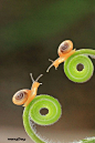 This may be my all-time favorite snail photo...  (I need to start a Snail Board.)  <3<3<3<3