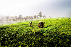 前路茫茫采集到茶山