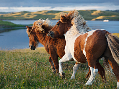 重庆渝中汪洋采集到horse