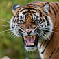 愤怒的老虎汉堡动物园  Theo Kruse   Flickr